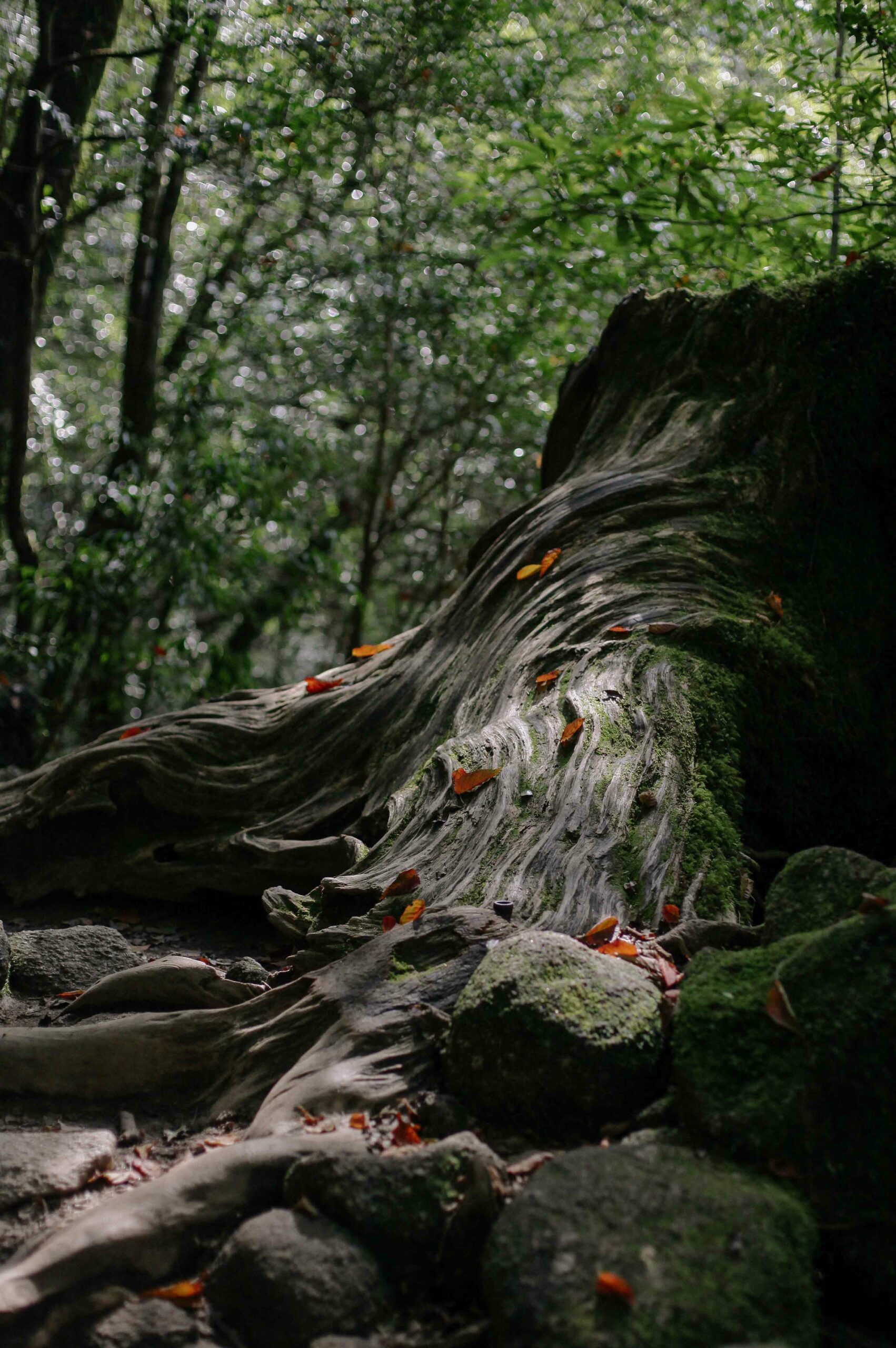 Even dead trees leave behind trunks that twist, and seem to flow like water.