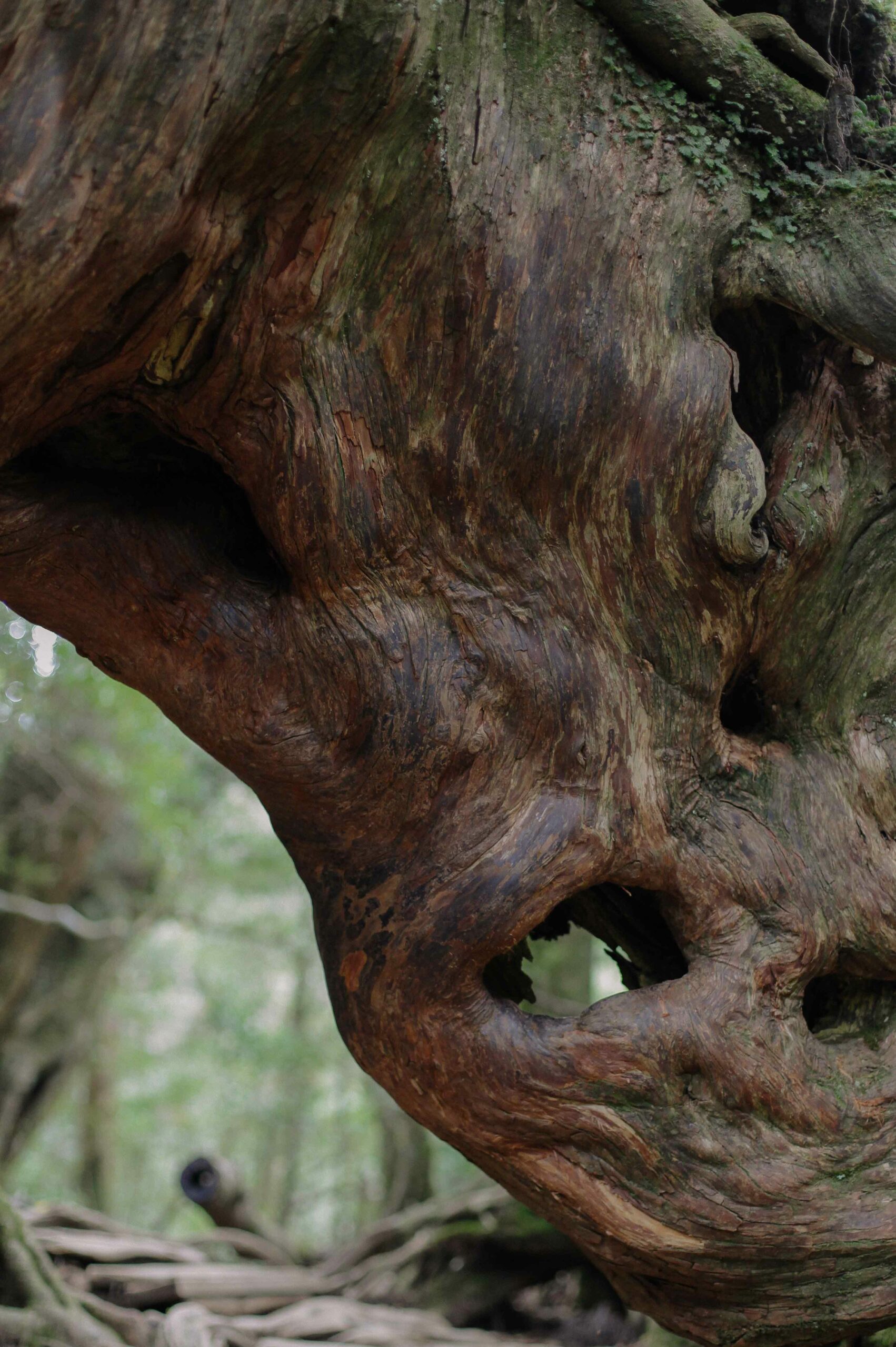 The ravine's twisted tree trunks are smooth and sculptural.