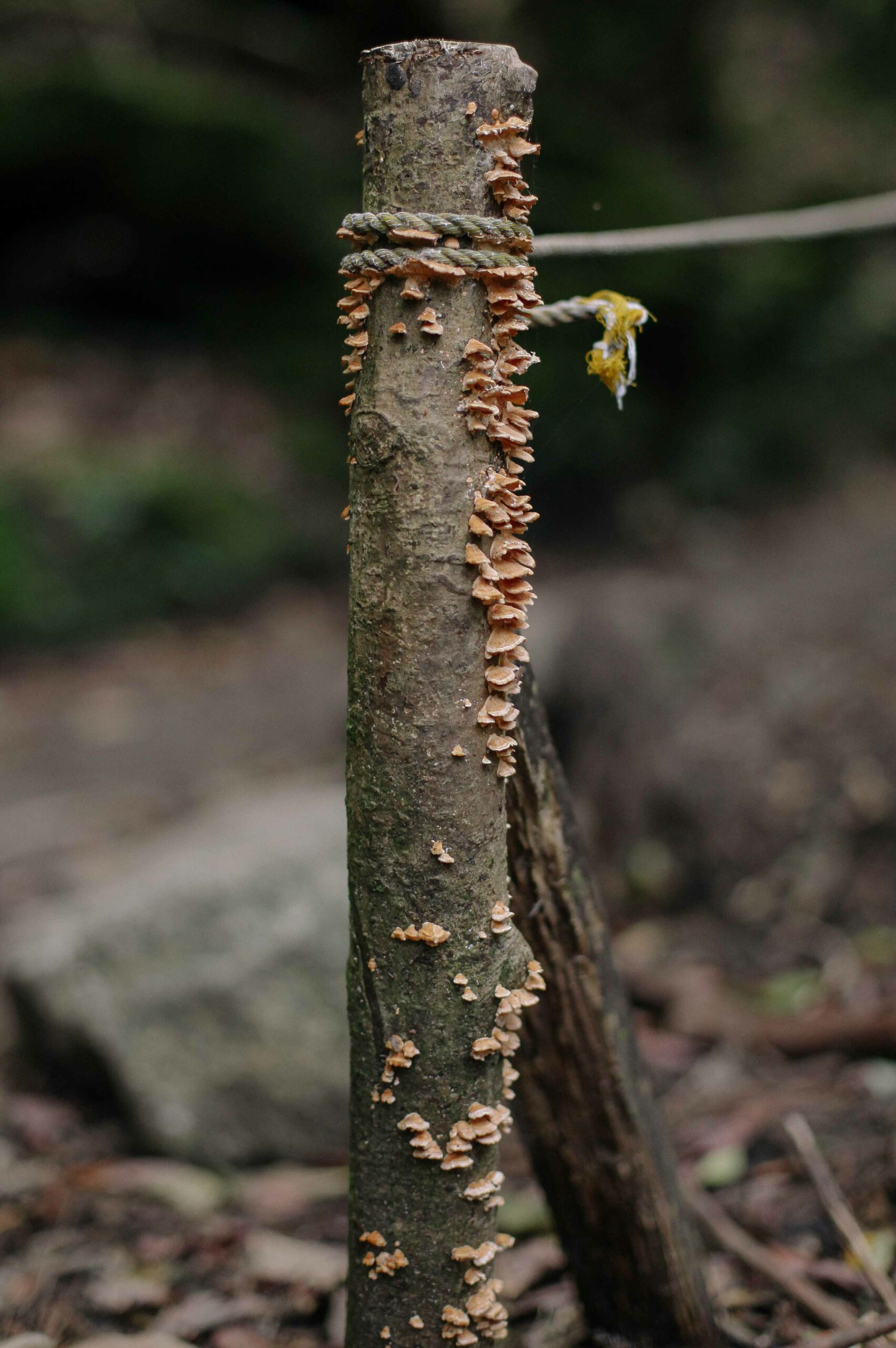 Shiratani Unsuikyo's high levels of humidity create an ideal environment for the year-round growth of mushrooms, which are the fruiting body of fungi.