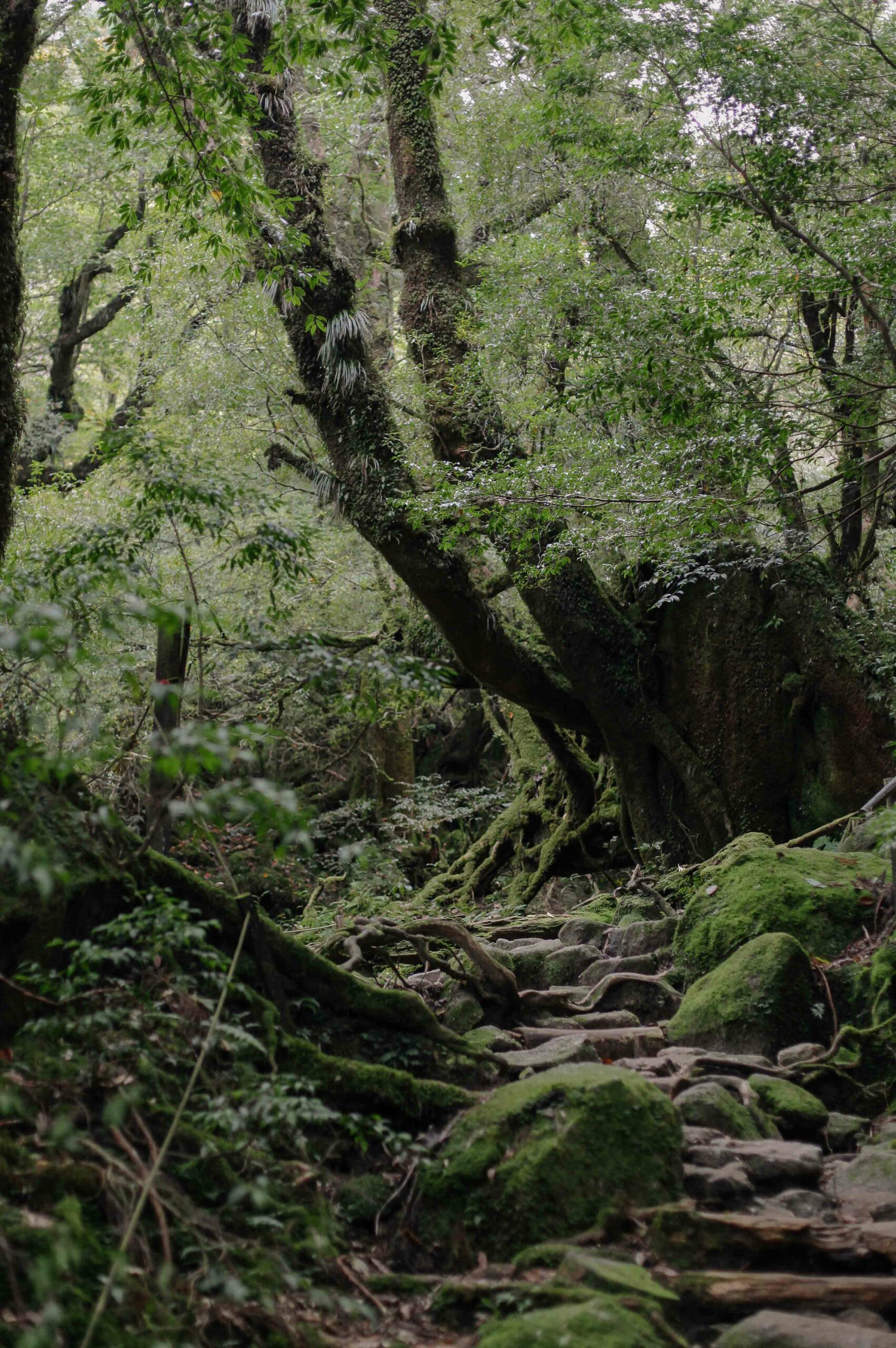 Pathways and trails through the forest are made of earth, boulders and occasionally wooden boards.