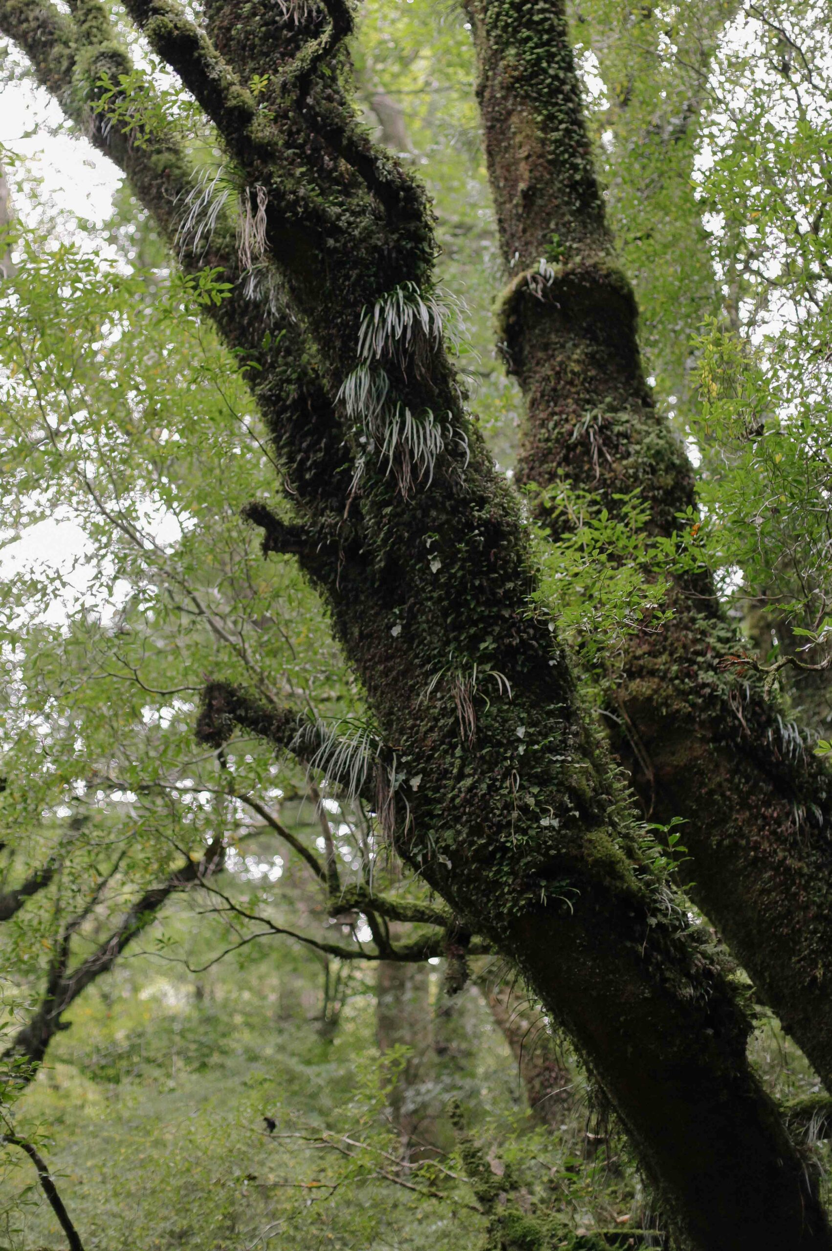 Deep layers of epiphytic ferns coat Shiratani Unsuikyo's trees like a shaggy mane.