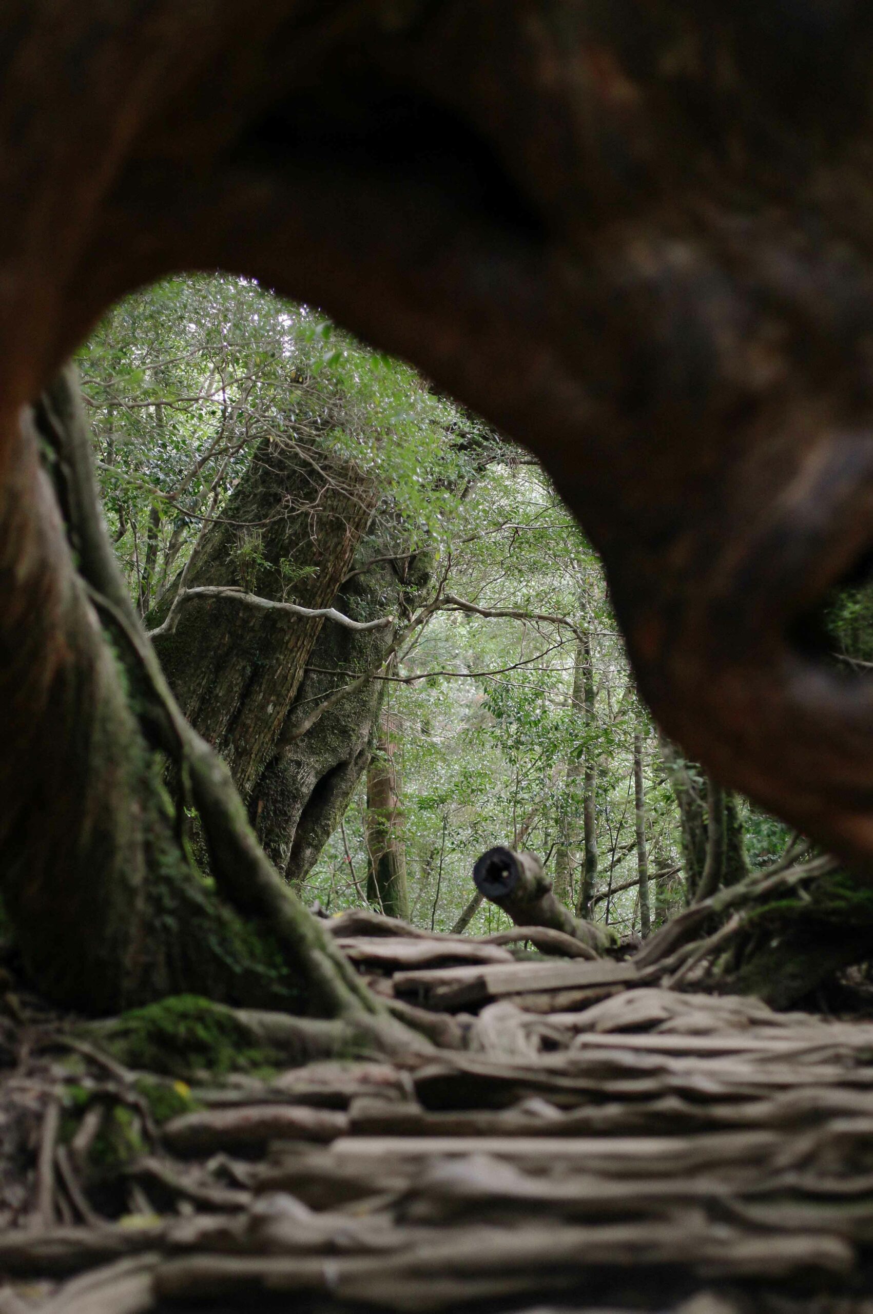 The hiking trail takes you both over and under the enormous tree roots.