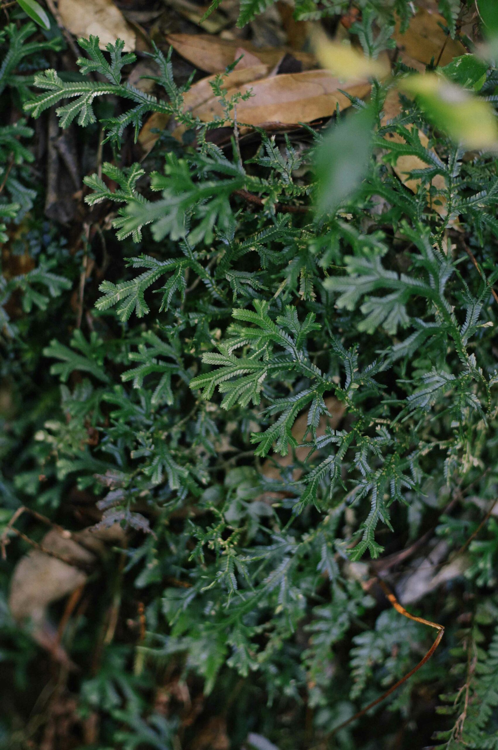 Unique and incredible mosses live in Shiratani Unisuikyo - some are not known to exist anywhere outside Yakushima.