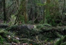 Shiratani Unsuikyo and Kokemusu Mori: Yakushima’s Magical Moss Valley Yakushima Shiratani Unisuikyo