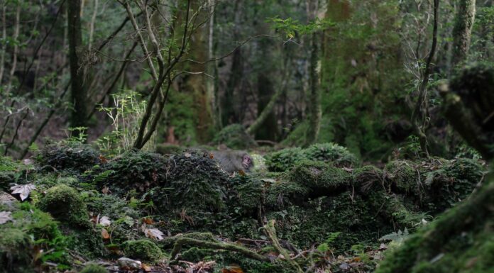 Shiratani Unsuikyo and Kokemusu Mori: Yakushima’s Magical Moss Valley Yakushima Shiratani Unisuikyo