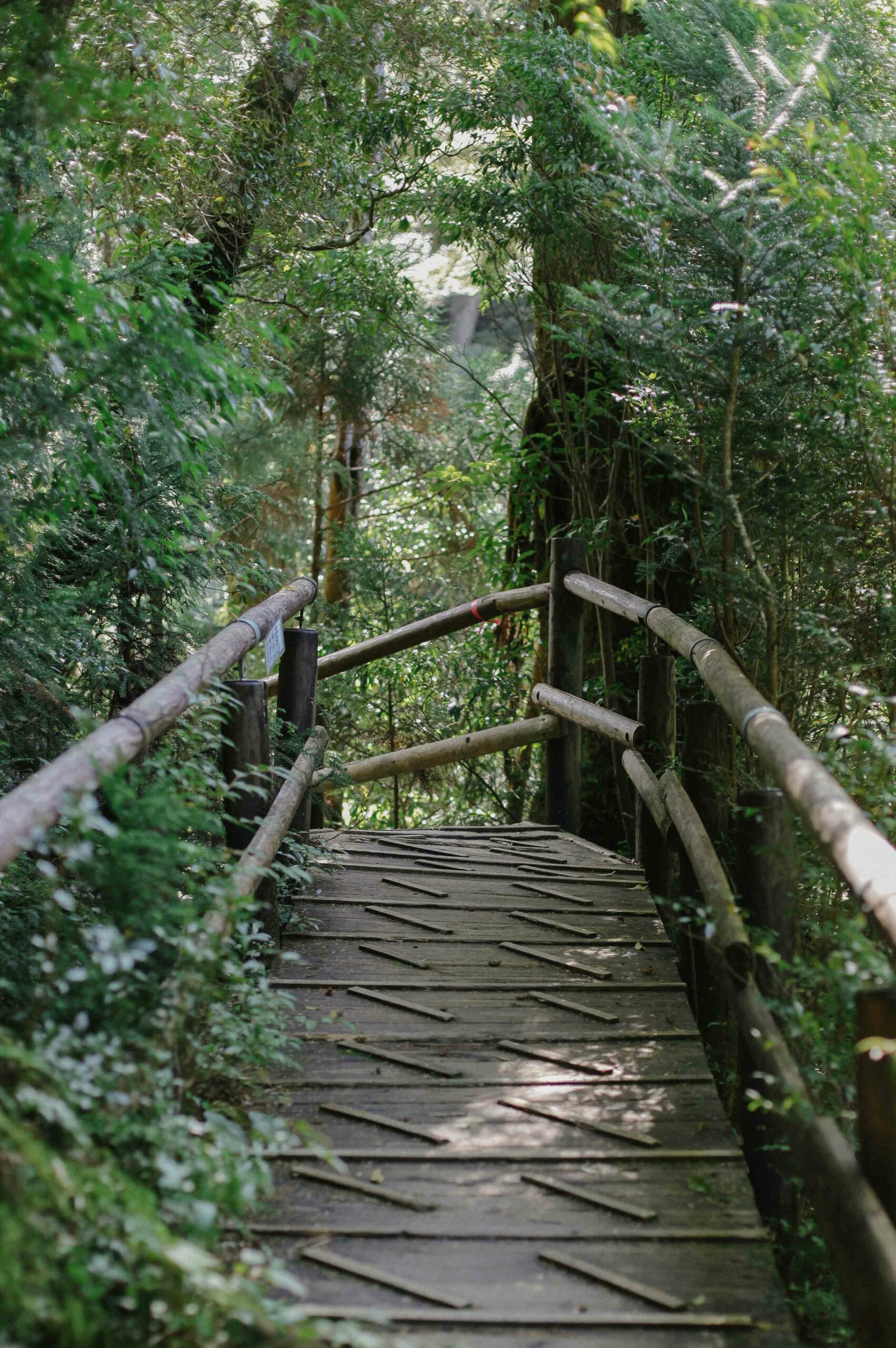 Yakusugi Land offers multiple hiking routes, many of which come with wooden boardwalks.