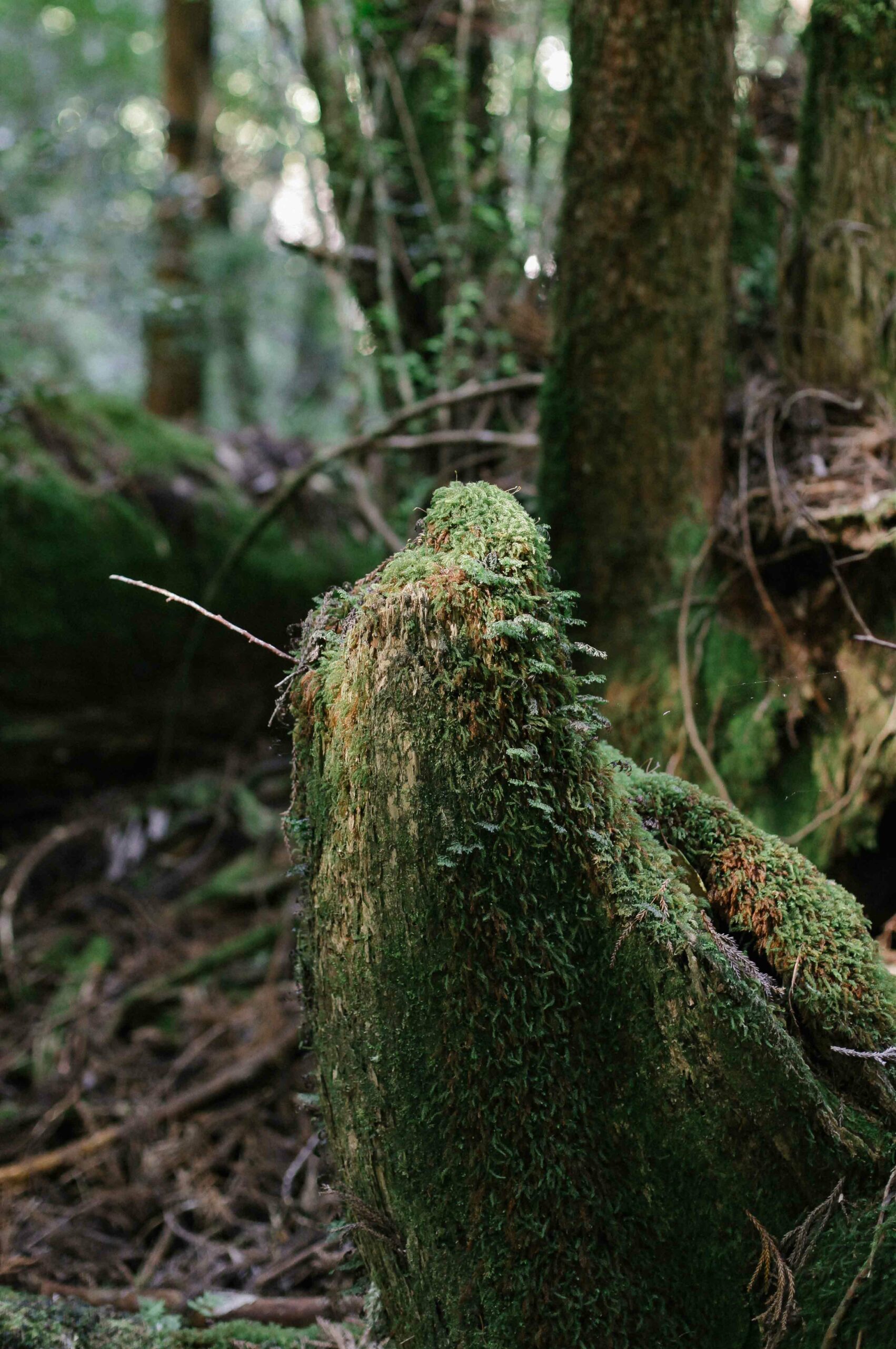 Even dead tree stumps are teeming with life.