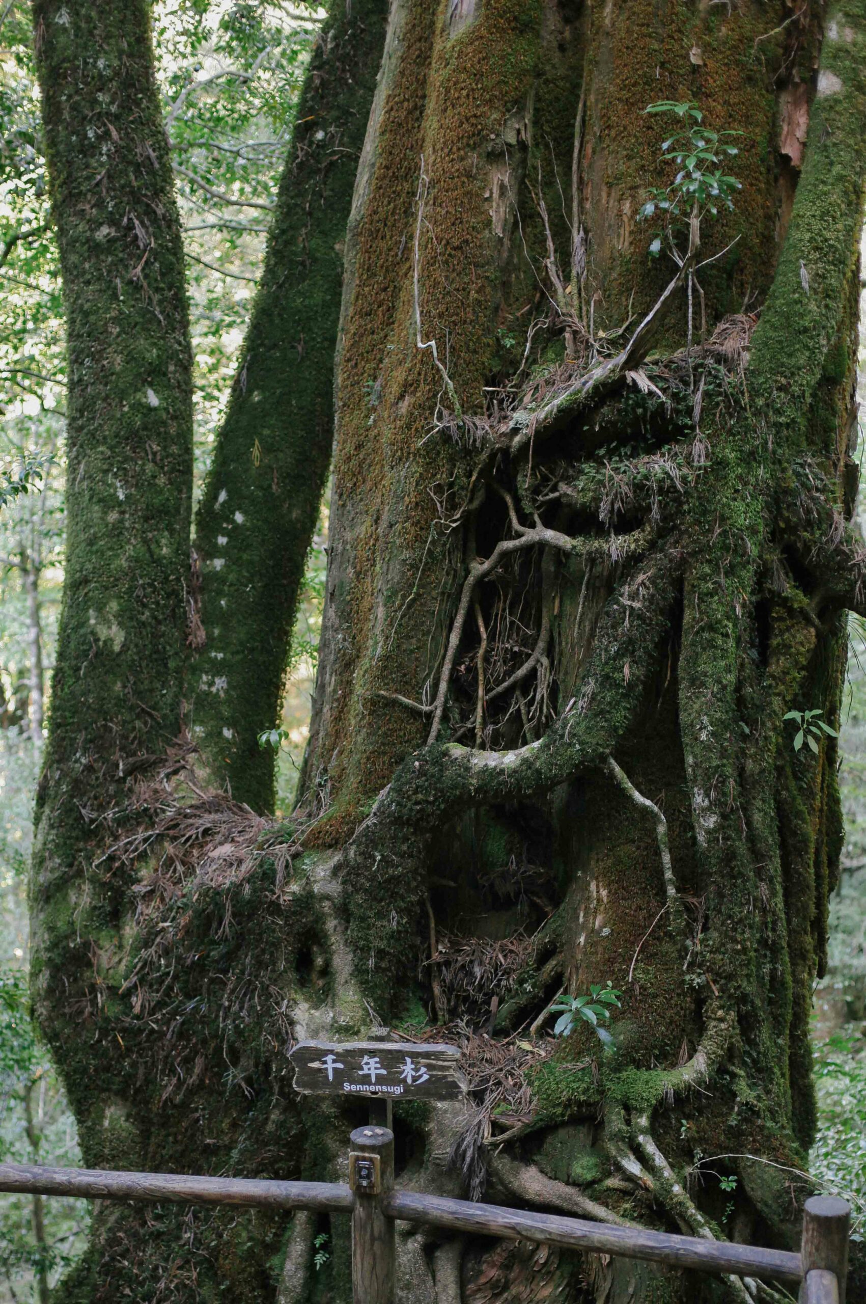 The Sen'nen-sugi is one of many cedar trees that are over 1000 years old at Yakusugi Land.