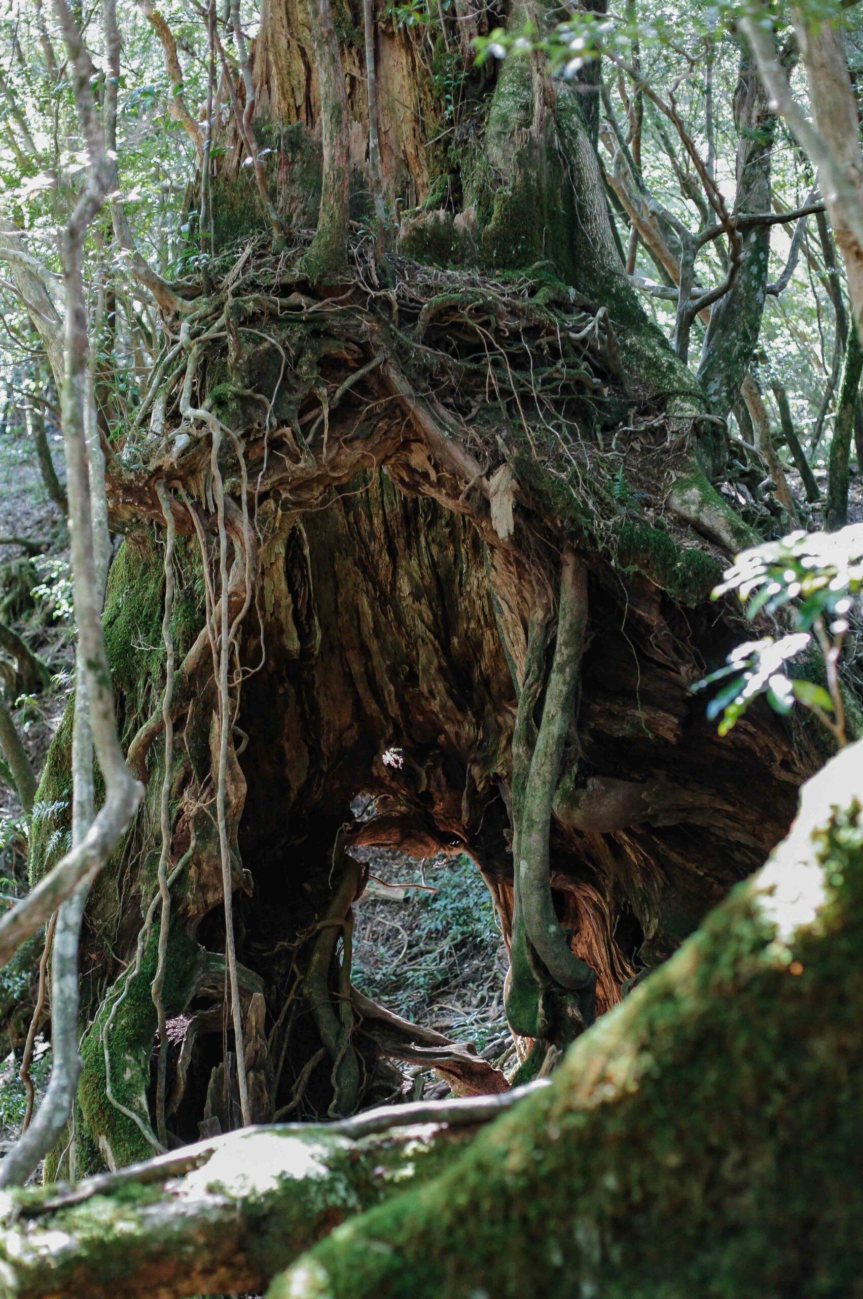 A cedar tree's towering roots form a doorway.