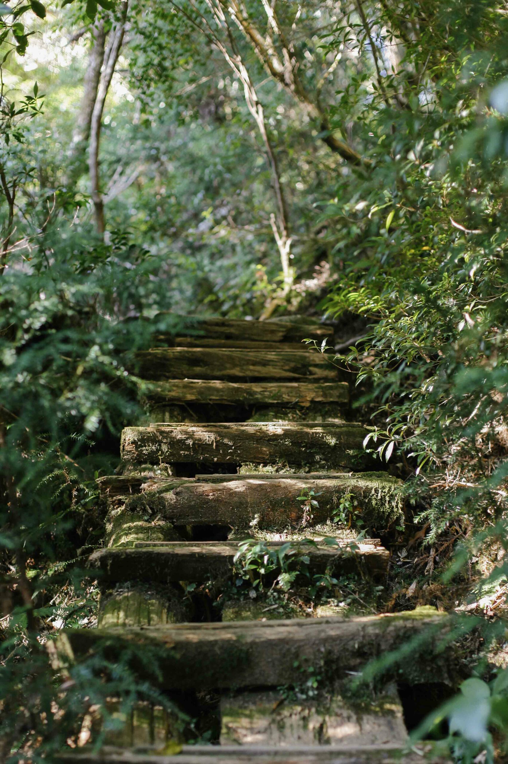 Some of the boardwalks and steps at Yakusugi Land are a little worn - watch your step!