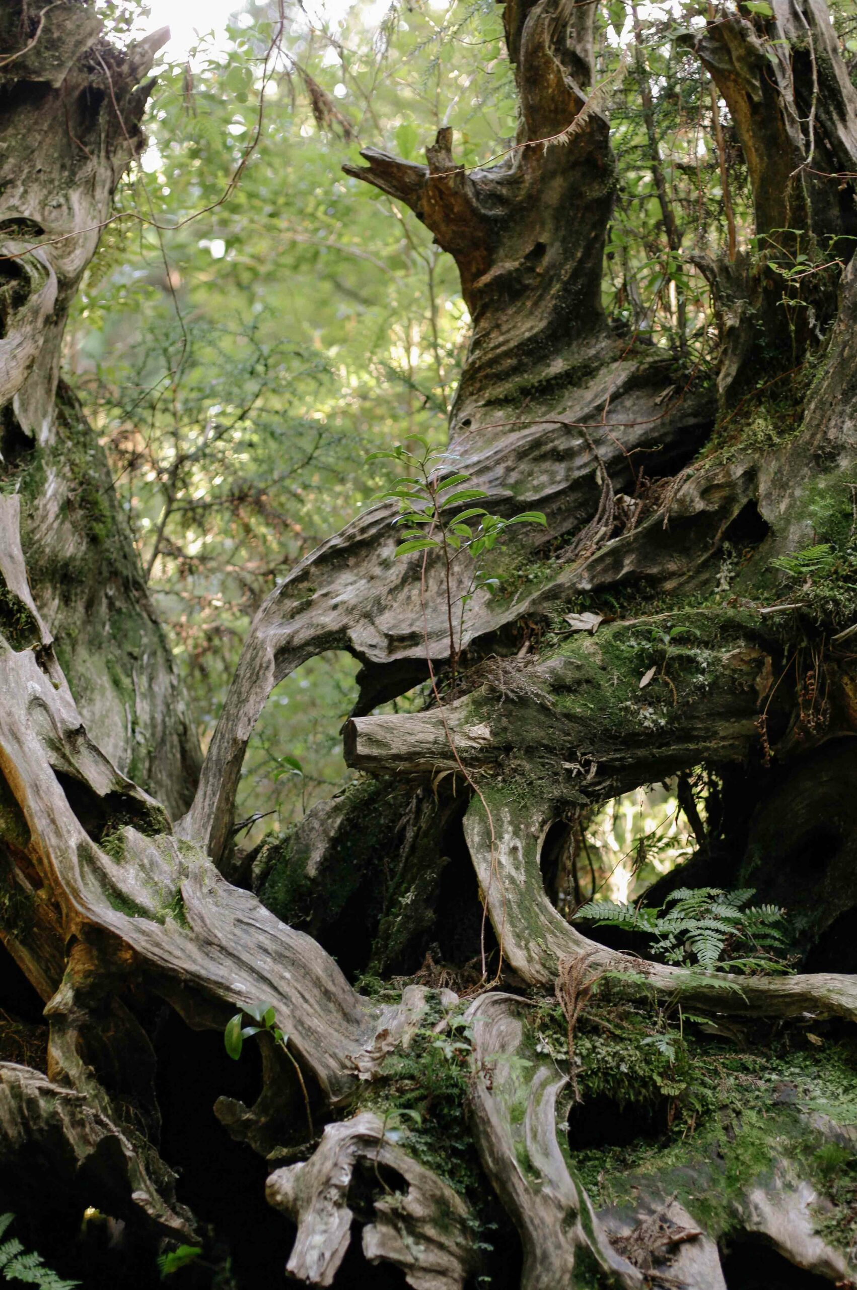 Dead tree roots take on sculptural forms deep within the forest.