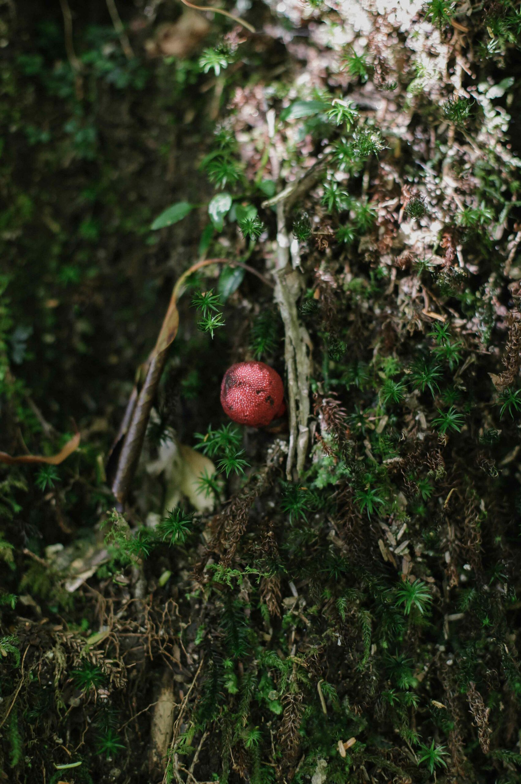 Yakusugi Land is home to unique populations of mosses, ferns and fungi.