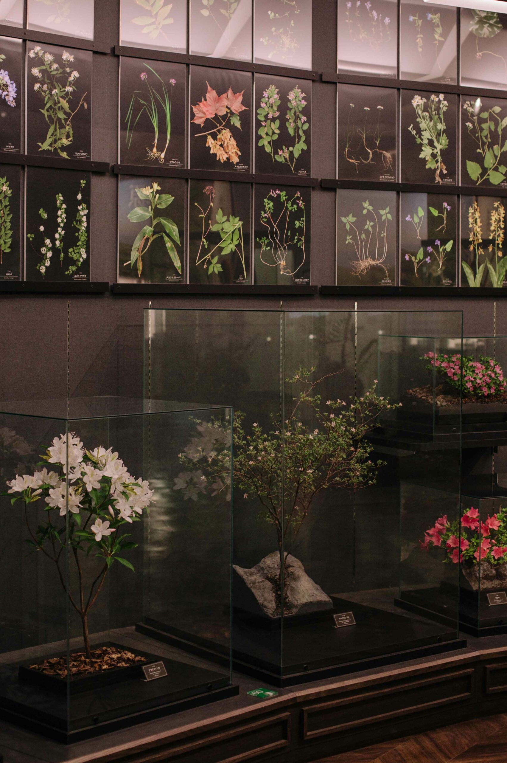 The museum has an expansive collection of botanical samples.