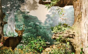 Museum Run Kagoshima: Culture, Learning, and a Volcano That Lights Up When You Press a Button!