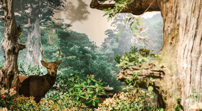Museum Run Kagoshima: Culture, Learning, and a Volcano That Lights Up When You Press a Button!