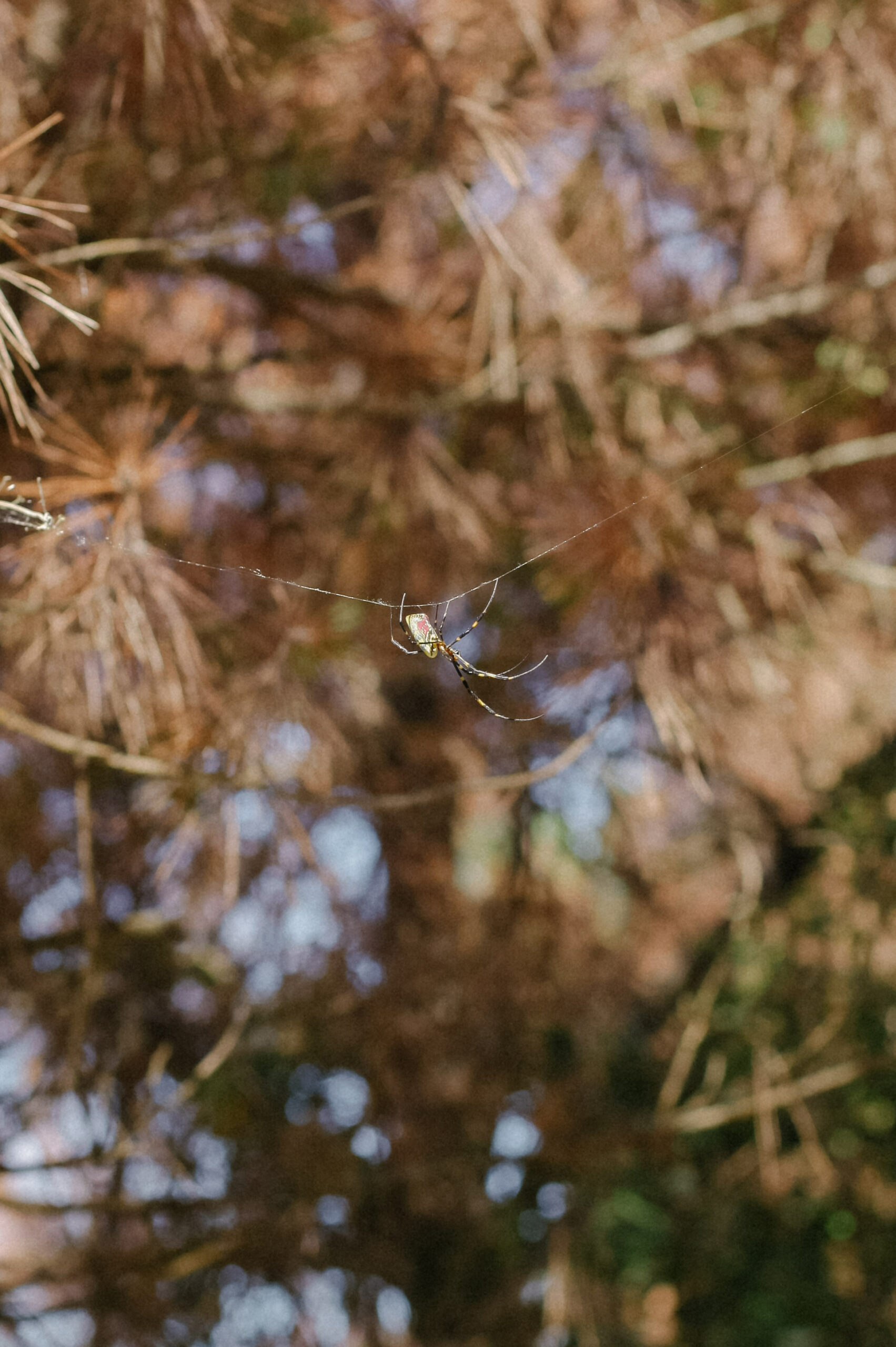 Sakurajima is home to many animals, including spiders, black kites and friendly cats!