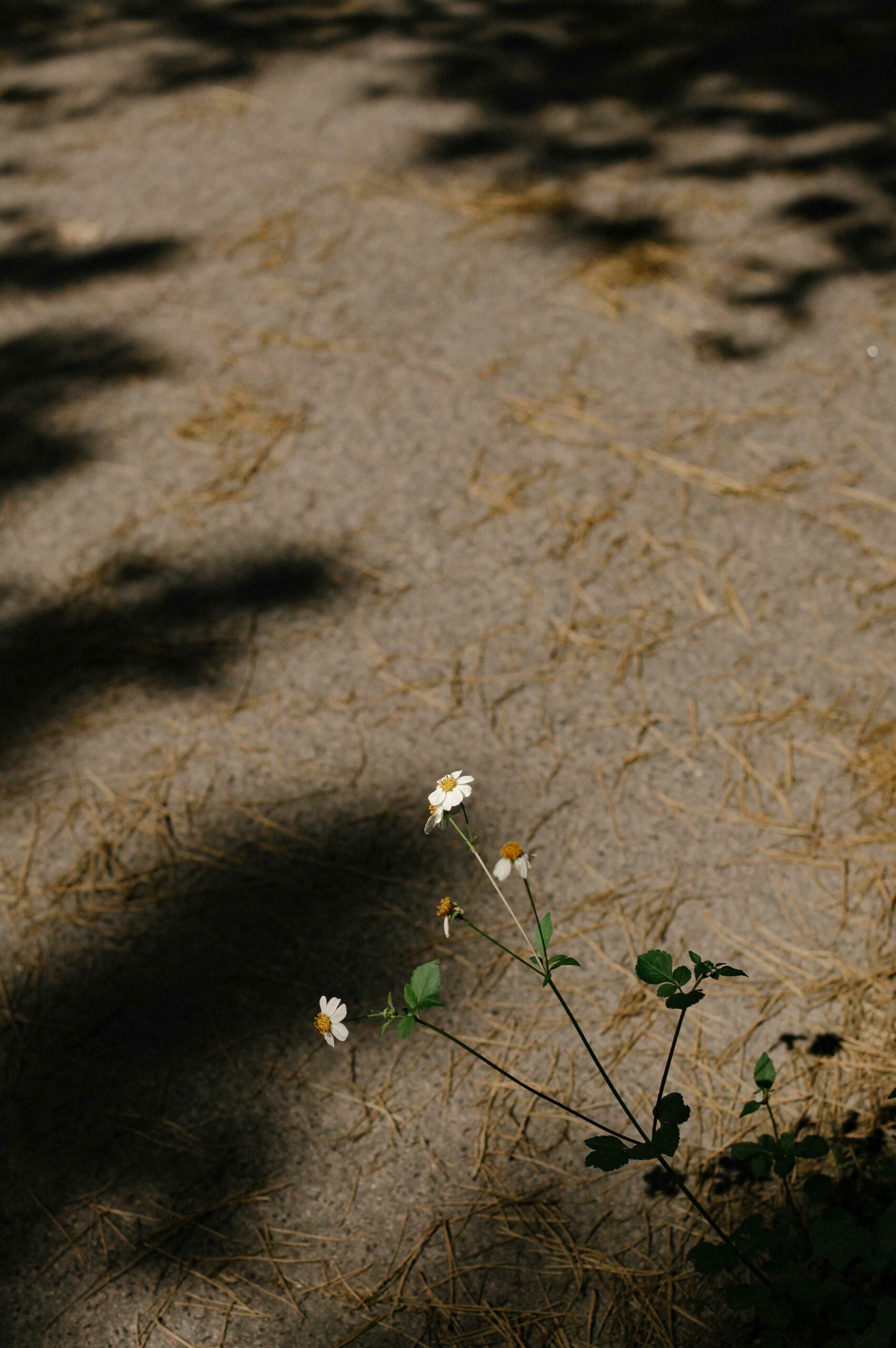 The island's plants and flowers stand out against the pumice-rich earth.