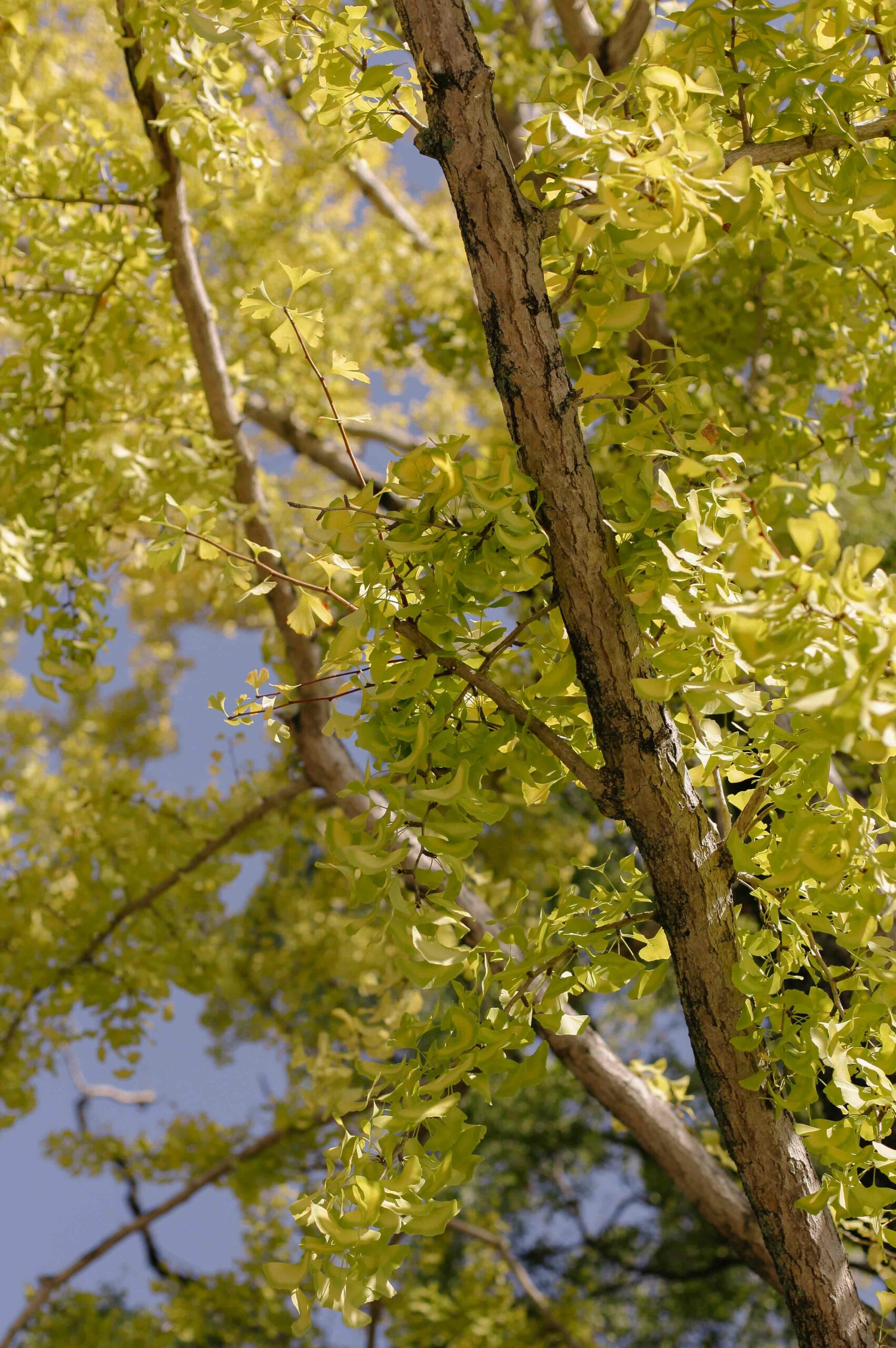 Kumamoto Castle's vast grounds are planted with numerous ginkgo trees.