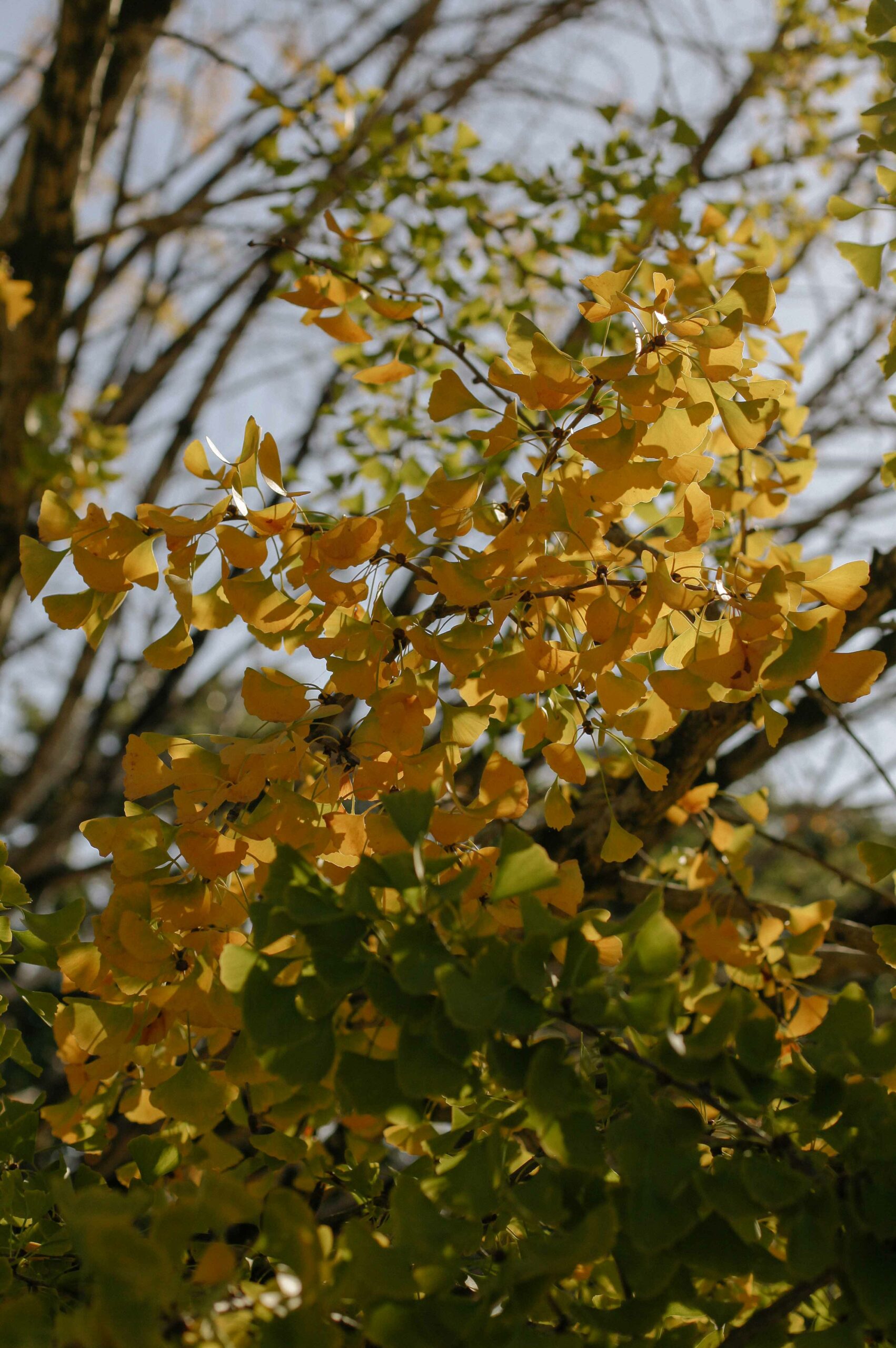 The trees are lime green in summer, turning a magnificent shade of golden-yellow in autumn.