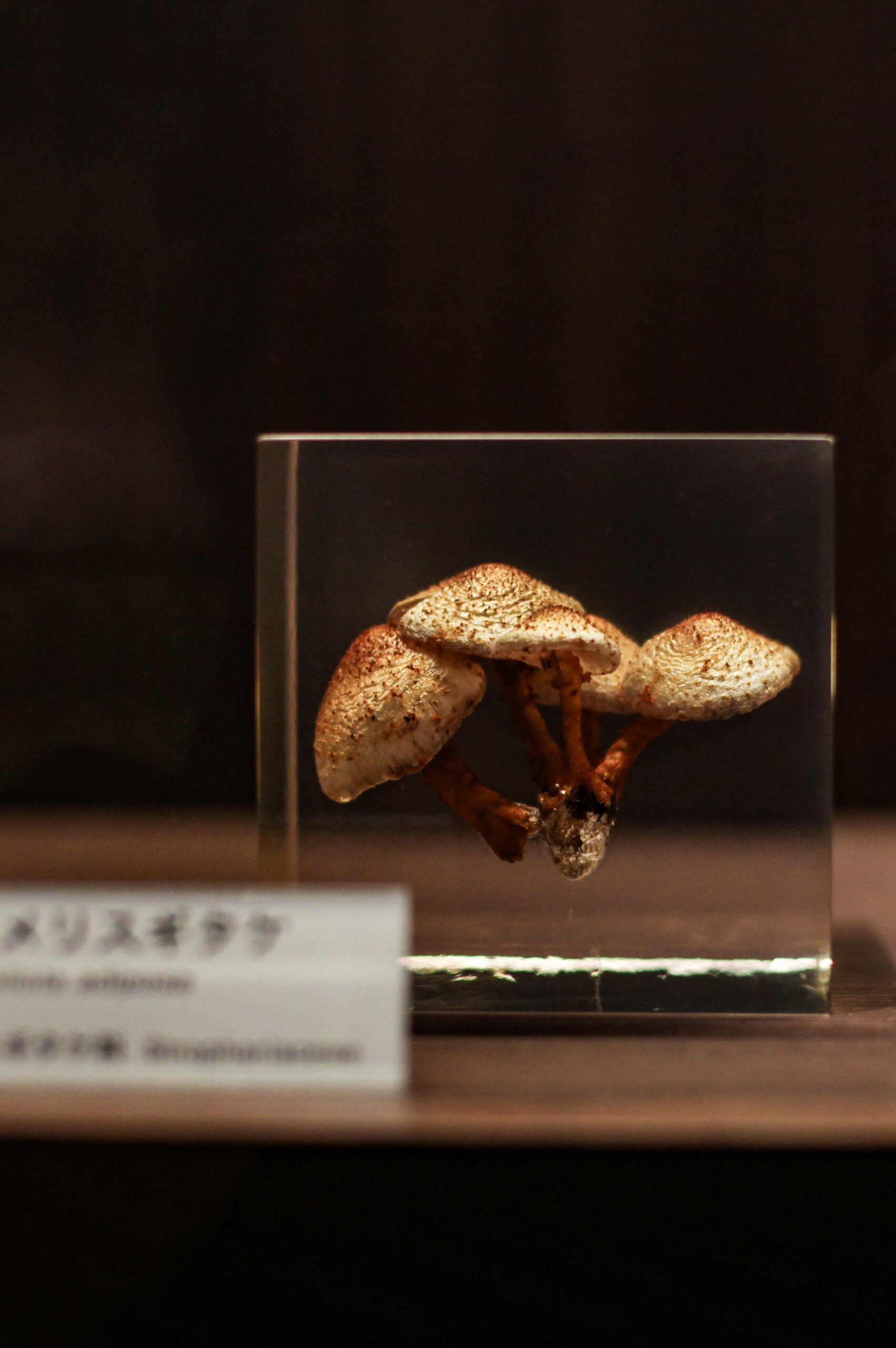 Kumamoto City Museum is also home to a large collection of fungi.