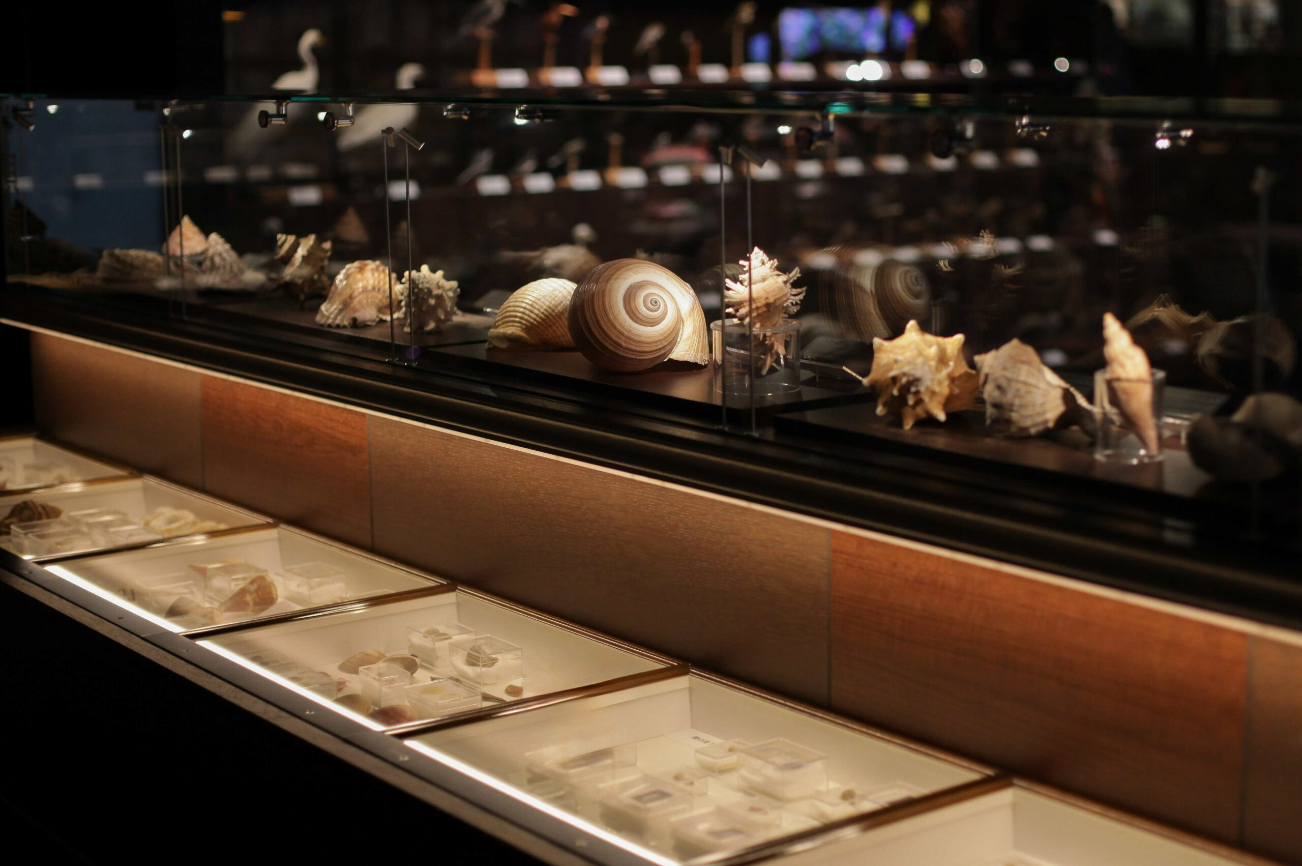 Shells make up a large part of the collection.