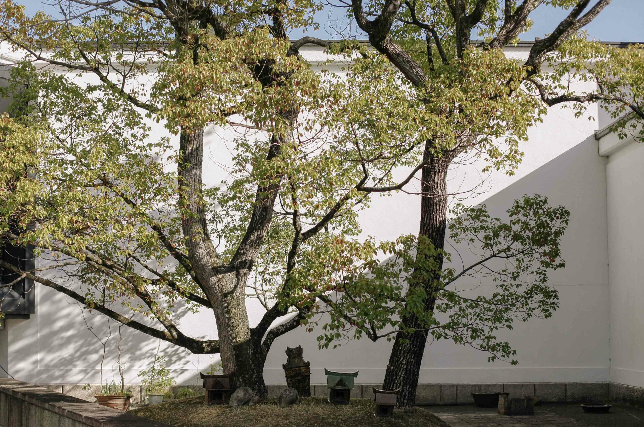 Dramatic trees add intrigue to the museum's shop.