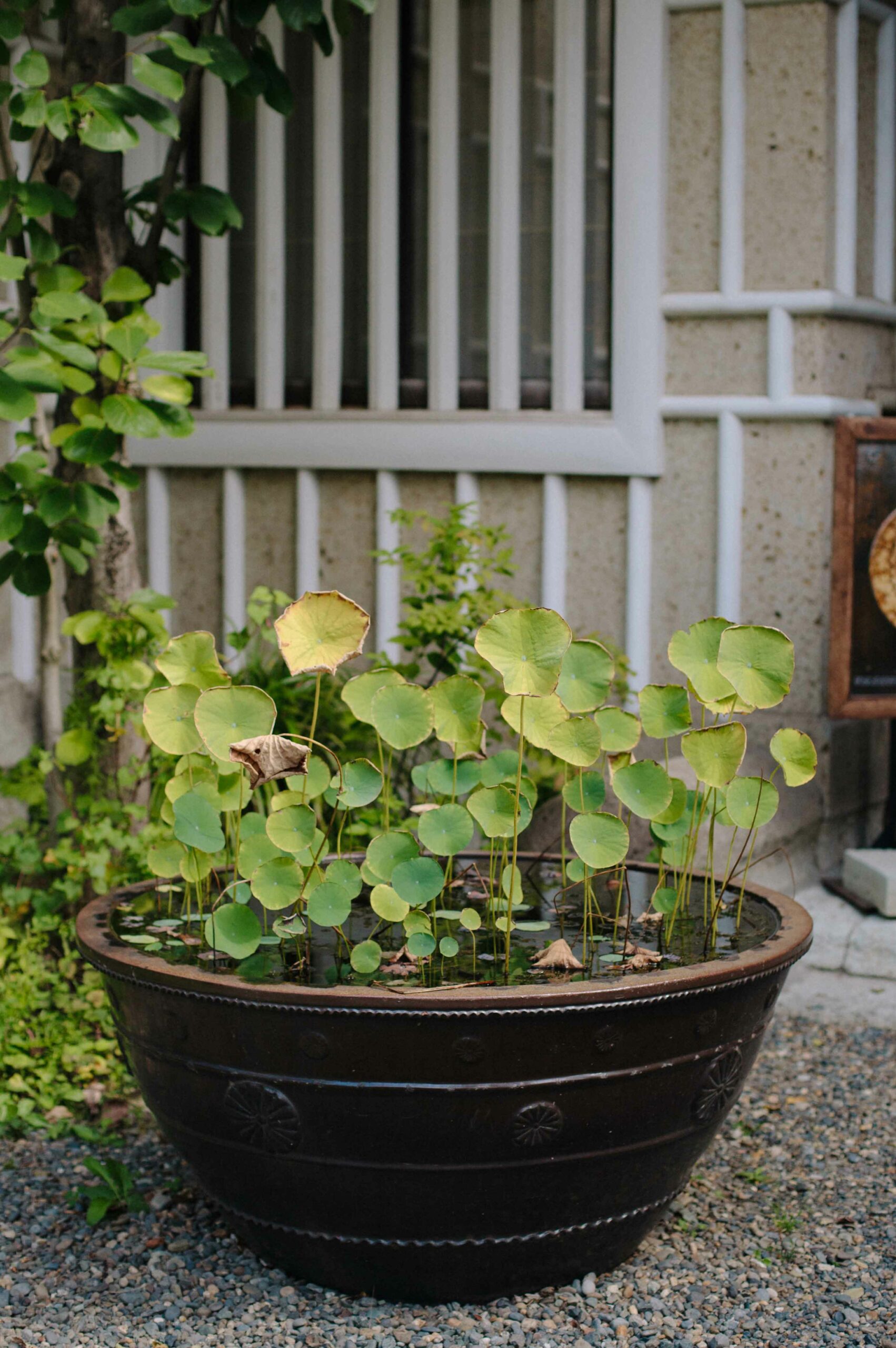 The Japan Folk Crafts Museum has a beautiful exterior space, with mini-lotus plants in hand-crafted earthenware bowls.