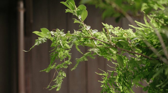 Japan Folk Crafts Museum in Tokyo: The Home of Japan’s Handmade Heritage