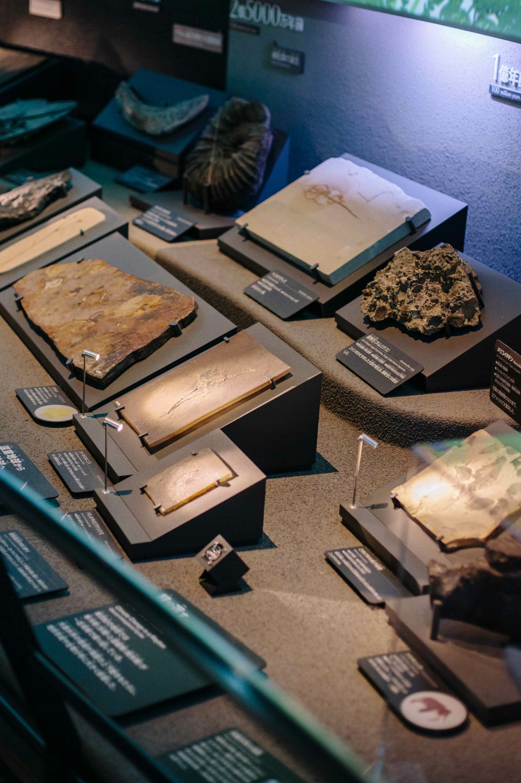 Natural history is laid out chronologically at the museum, in an easy-to-understand overview.