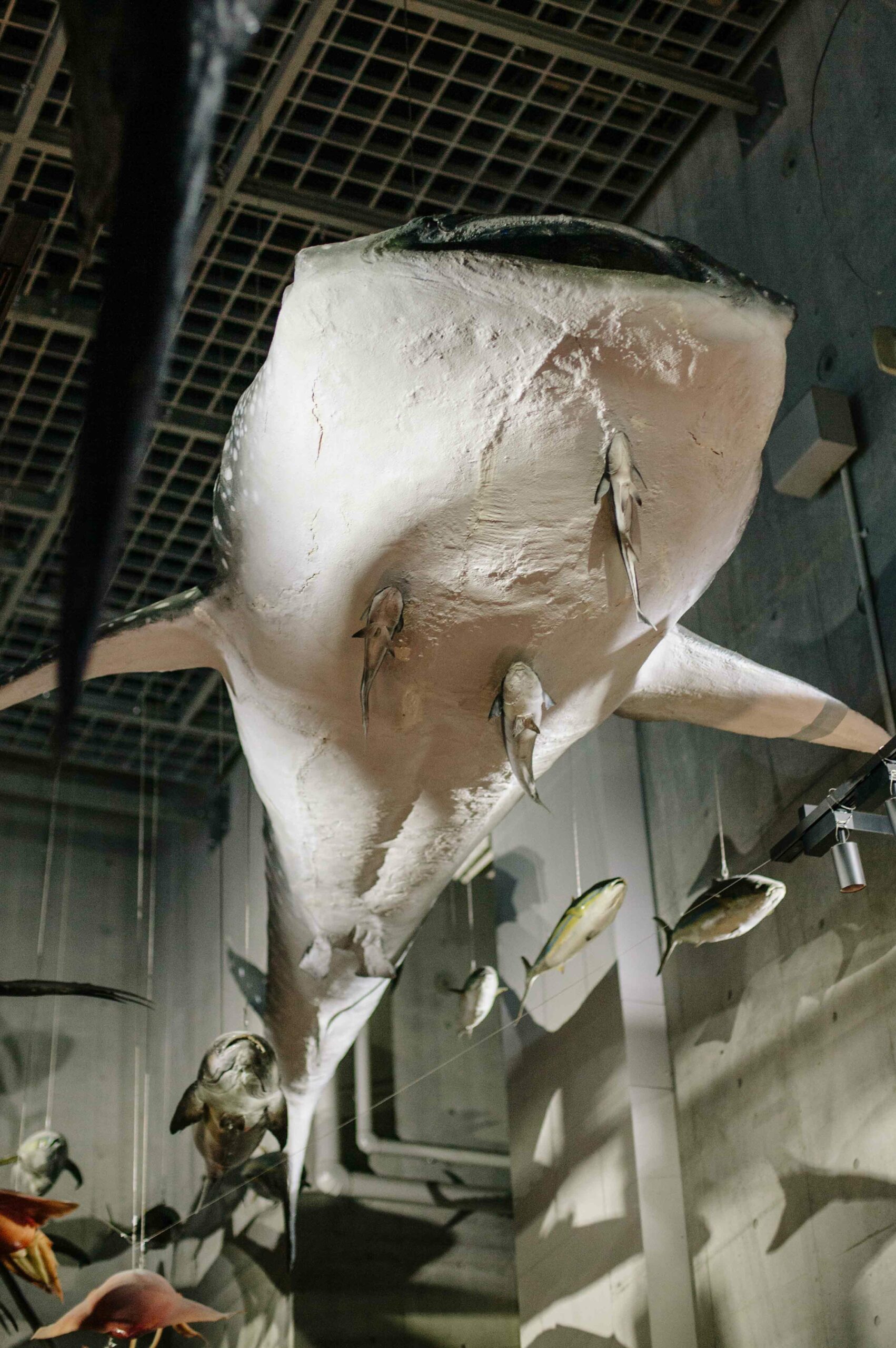 Enormous model sharks and fish swim through rivers of air, suspended from the ceiling of the museum.