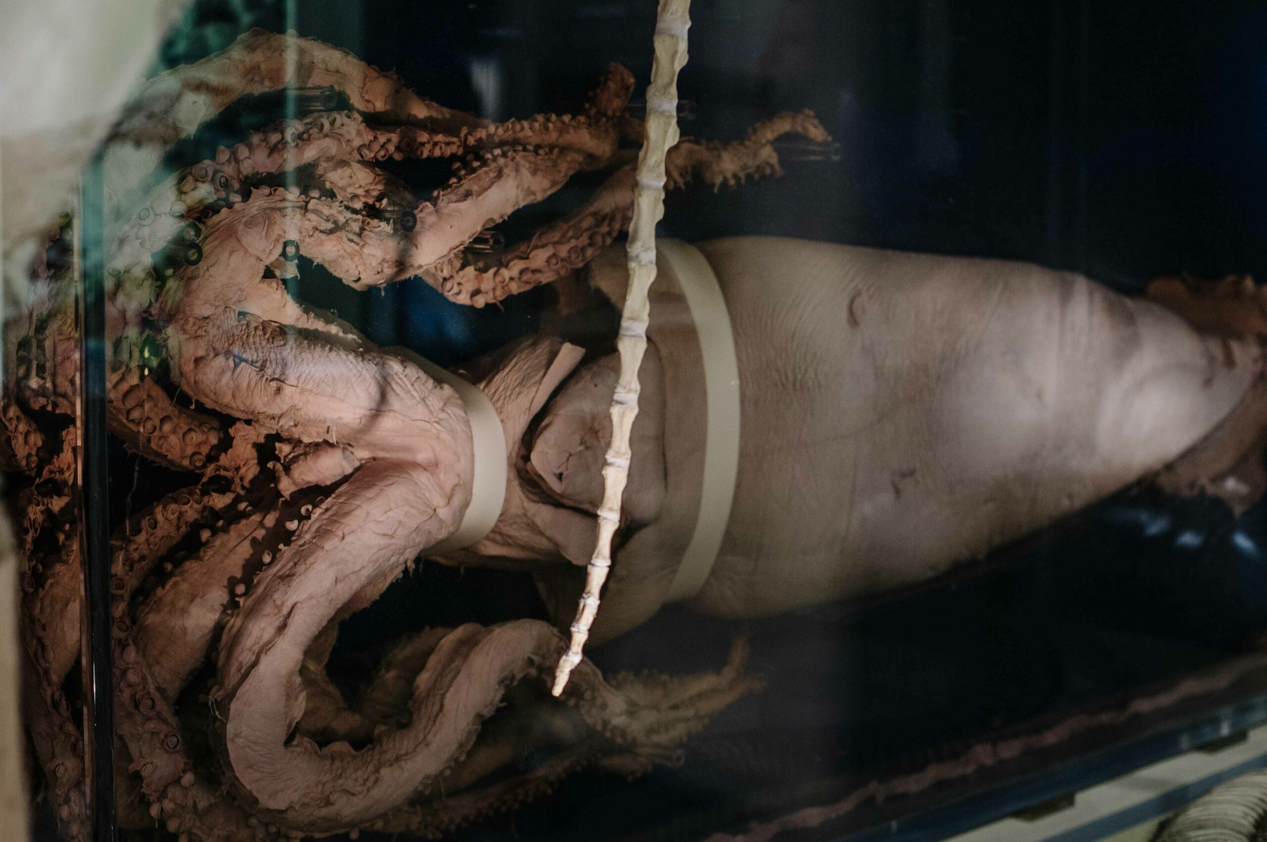 A giant squid, preserved in formaldehyde.