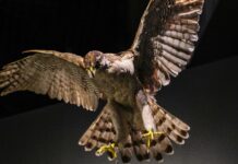 Natural History Comes To Life at Tokyo’s National Museum of Nature and Science