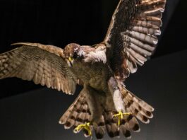 Natural History Comes To Life at Tokyo’s National Museum of Nature and Science