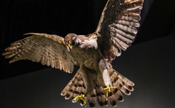 Natural History Comes To Life at Tokyo’s National Museum of Nature and Science