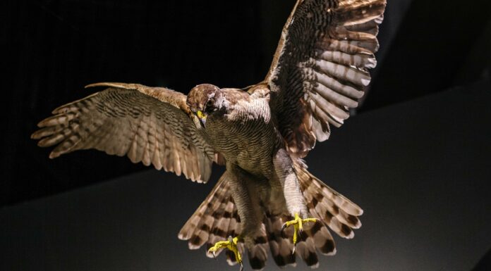 Natural History Comes To Life at Tokyo’s National Museum of Nature and Science