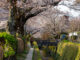 A Contemplative Stroll Along Kyoto’s Philosopher’s Path