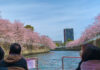 Set Sail on a Cherry Blossom River Cruise in Tokyo