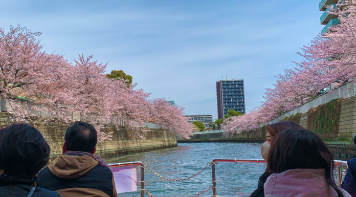 Set Sail on a Cherry Blossom River Cruise in Tokyo