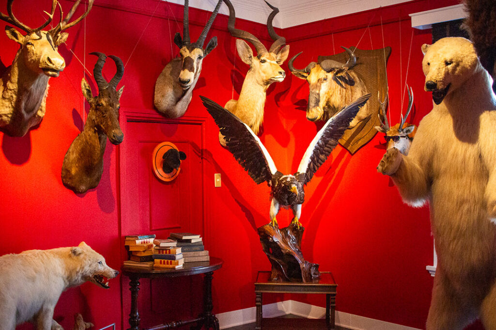 Taxidermy at Ben's House, Kitano Ijinkan, Kobe 