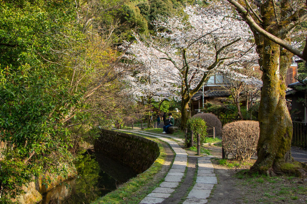 Cherry blossoms along the canal