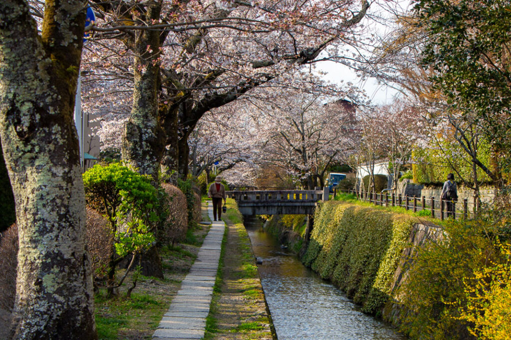 Cherry blossoms along the Philosopher’s Path in Kyoto