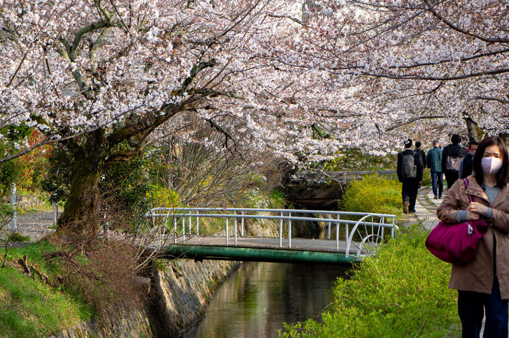 Cherry blossoms along the Philosopher’s Path in Kyoto