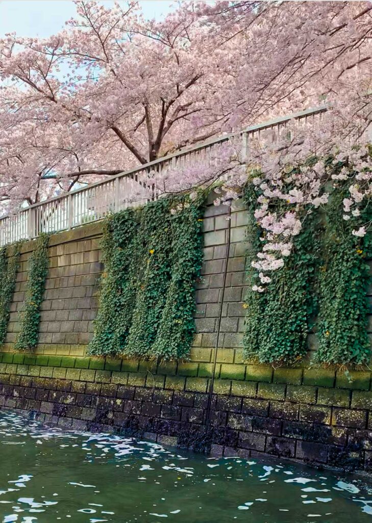 Cherry Blossom River Cruise in Tokyo 