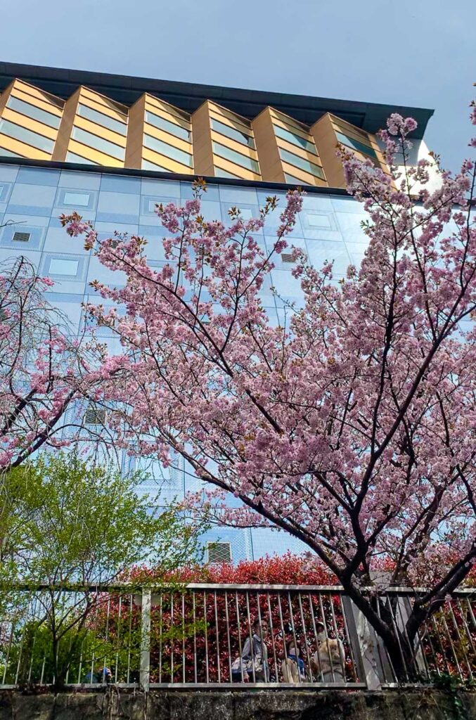 Cherry Blossom River Cruise in Tokyo 