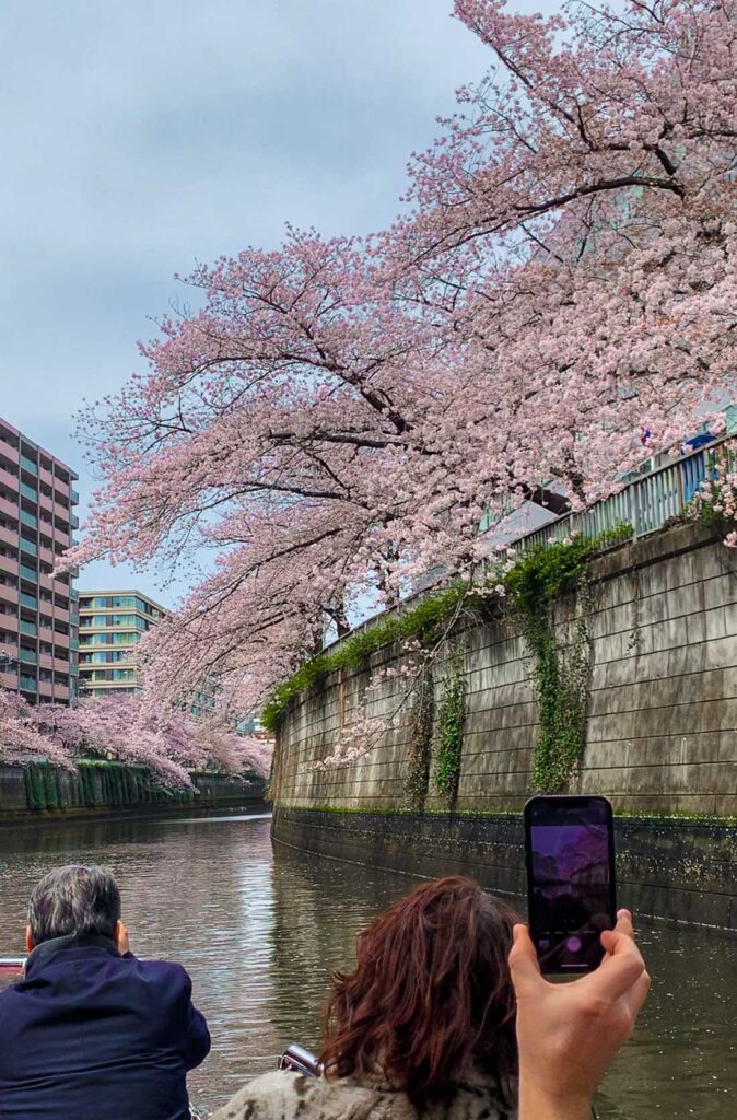 Cherry Blossom River Cruise in Tokyo 